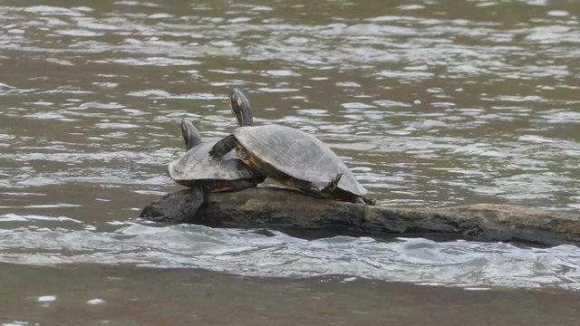 Georgia, Sweetwater Creek Park, A view of two painted turtles sunning on a rock in the water