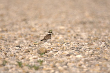Obraz premium wunderschöner flussregenpfeifer am see