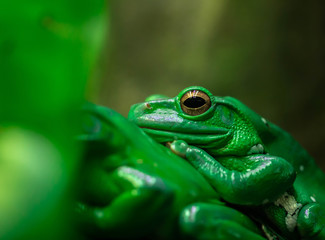 Zoo Green Frog Closeup