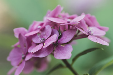 pink hydrangeas in bloom floral theme backdrops