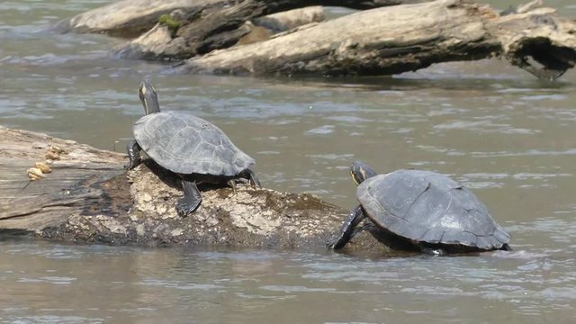 Georgia, Sweetwater Creek Park, A view of two painted turtles crawling up a log on the water