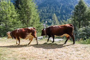Fototapeta na wymiar Cows in a wood of an alpine valley