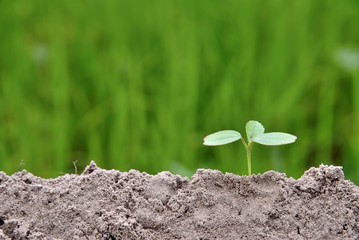 small plant is growing represent to hope, start or life, The seedling are growing from the rich soil to the morning sunlight on green nature background that is shining, ecology earth or ecology world 