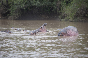 A herd of hippopotamus bathing in the river in Africa