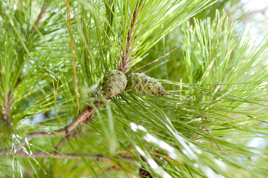 琉球松 Images – Browse 64 Stock Photos, Vectors, and Video | Adobe