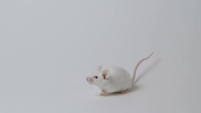 cute little mouse on a white background