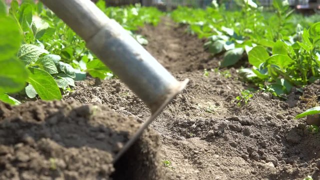 Hilling potatoes. A gardener with a hoe cultivates plants.