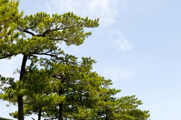 琉球松と青空