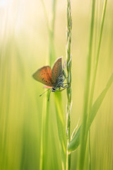 Butterfly in tall grass with morning sun