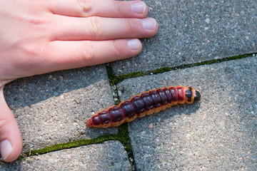 Raupe vom Weidenbohrer (Cossus cossus) neben Kinderhand