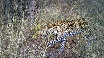 Leopard in Kruger National park, South Africa ; Specie Panthera pardus family of Felidae