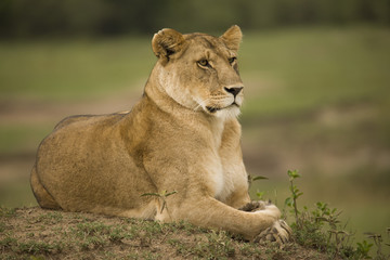 A portrait of a lioness relaxing on grass in a park in Africa - obrazy, fototapety, plakaty