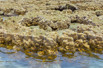 Coral Koh Kham, Thailand.