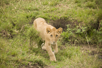 A lioness and a cub walking in the African bush