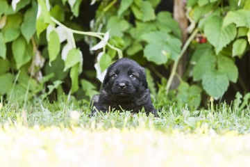 Fototapeta premium Sarplaninac dog puppie sitting in garden. Puppy of collie breed isolated