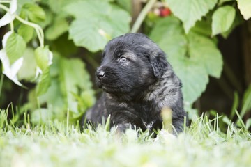 Fototapeta premium Sarplaninac dog puppie sitting in garden. Puppy of collie breed isolated