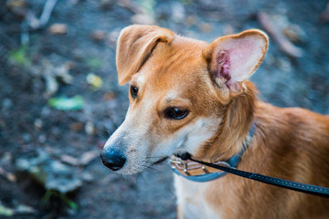 Pies na linie spacer © andsko