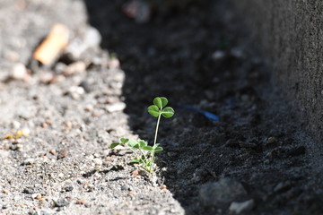 Weed in a public flowerbed.