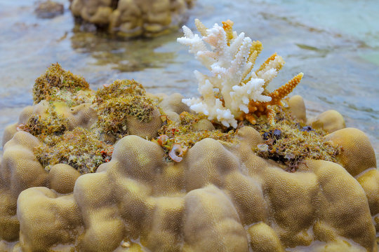 Coral Koh Kham, Thailand.