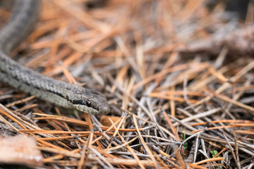 The head of a poisonous snake of a viper on a stony earth