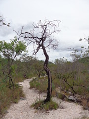 cerrado
