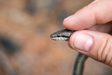 Snake in your hand
