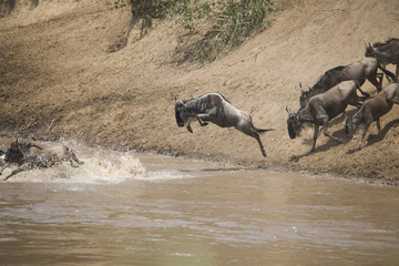 Fototapeta premium A herd of wildebeest crossing the river in Africa