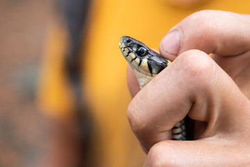 human hand holding a venomous snake