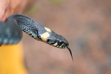 Snake getting ready to strike