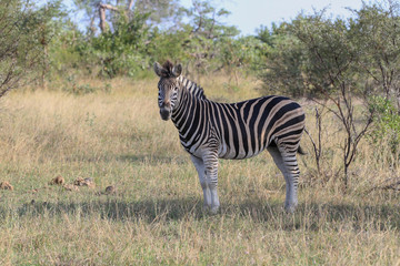 Obraz na płótnie Canvas Zebra Posing