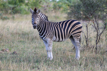 Zebra Posing