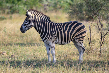 Fototapeta na wymiar Safari Animals