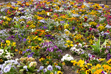 Blumenbeet