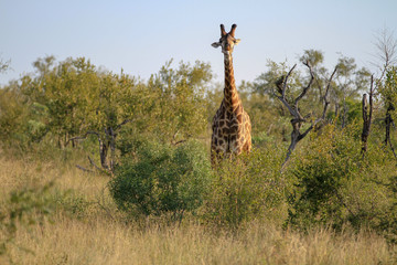 Safari Animals