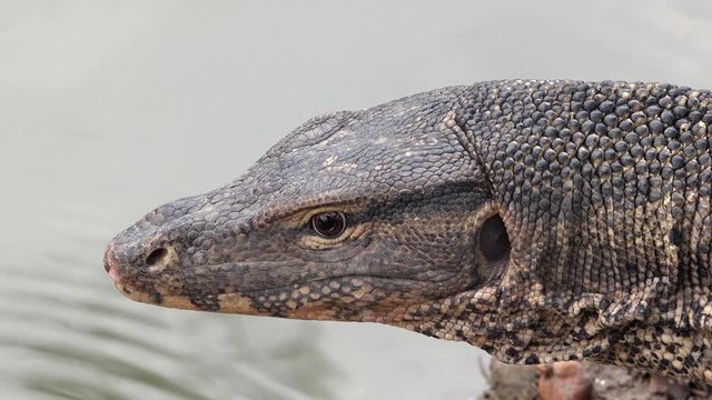 Close detail head asian water monitor lizard (Varanus salvator)