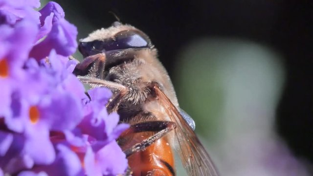 abeille butinant en macro