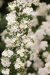 meadowsweet flowering plant backdrop