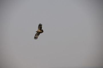 A beautiful flying hawk against a clear blue sky in Africa