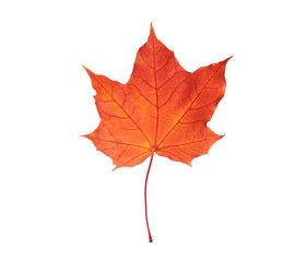 autumn maple leaf on white background, close-up, leaves texture, beautiful nature, red autumnal background