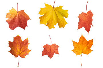 autumn maple leaves on white background, close-up, leaves texture, beautiful nature, yellow red autumnal background