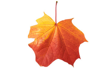 autumn maple leaf on white background, close-up, leaves texture, beautiful nature, red autumnal background