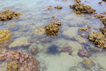Coral Koh Kham, Thailand.
