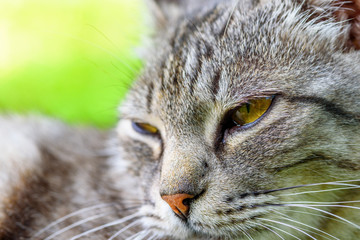 portrait of a gray cat on a green grass close-up