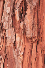 coniferous bark nature backdrops