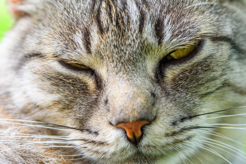 portrait of a gray cat on a green grass close-up