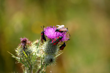 Cinnabar moths Tyria jacobaeae on a purple thistle head with a blurred meadow background