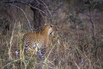 Leopard in Kruger National park, South Africa ; Specie Panthera pardus family of Felidae