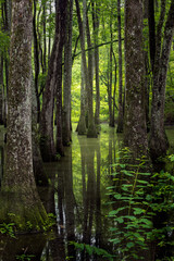 Cypress swamp - obrazy, fototapety, plakaty