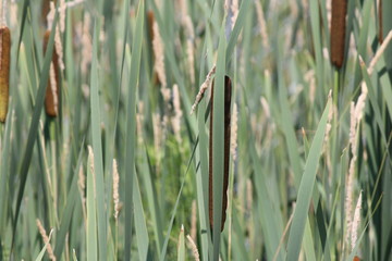 Cattails growing in a roadside ditch early in the summer season. . It has two parts; a brown cylinder (female part), and a yellow spike (the male part),     

