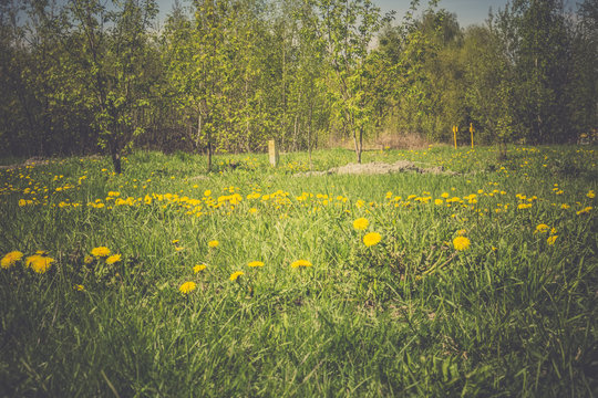 Grass field with dandelions filtered